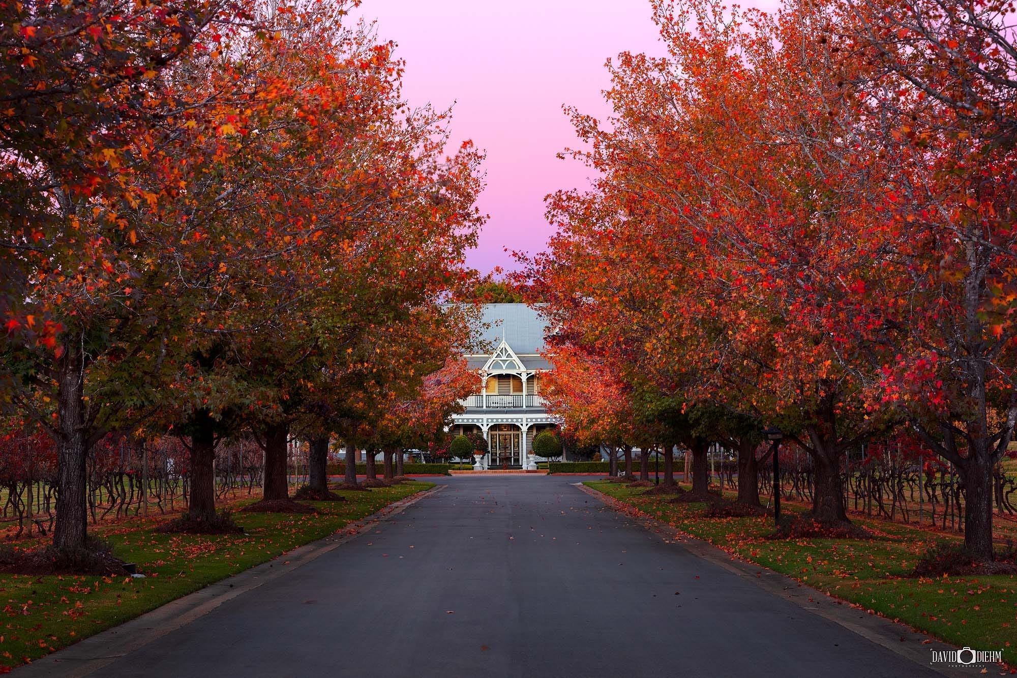 Hunter Valley landscape photography print of a country winery with autumn leaves, vineyards, and scenic countryside