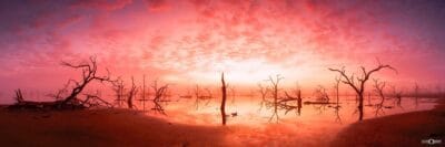 Country Wetlands Awaken in Fog