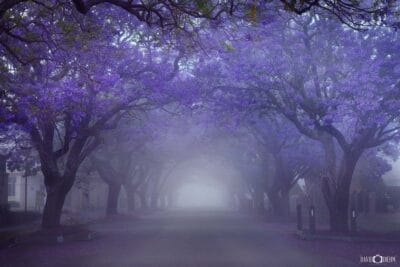 Jacaranda - Raymond Terrace