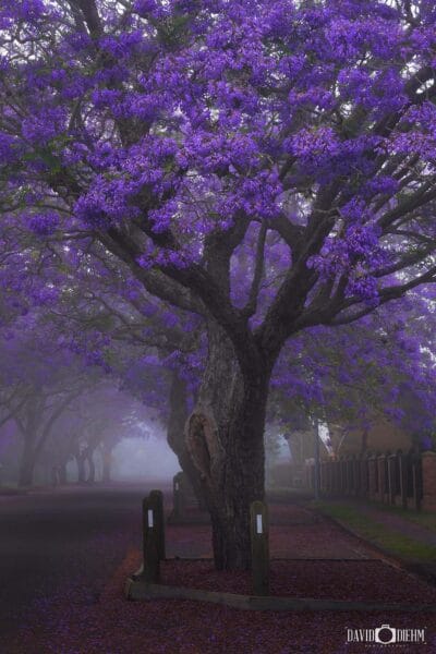Jacaranda Portrait - Raymond Terrace