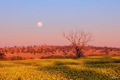 Canola Under Morning Moon