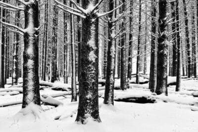 Silent Firs in Snow