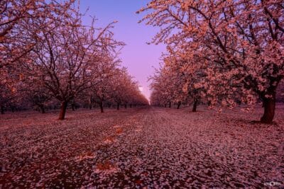 Almond Orchard Under the Moon