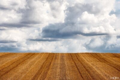 The Harvest Aftermath
