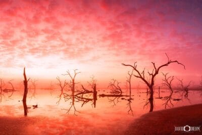Ghosts in the Mist
