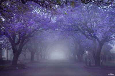 Jacaranda - raymond terrace