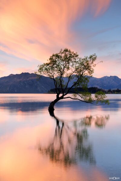 lake Wanaka Tree Sunset Photo