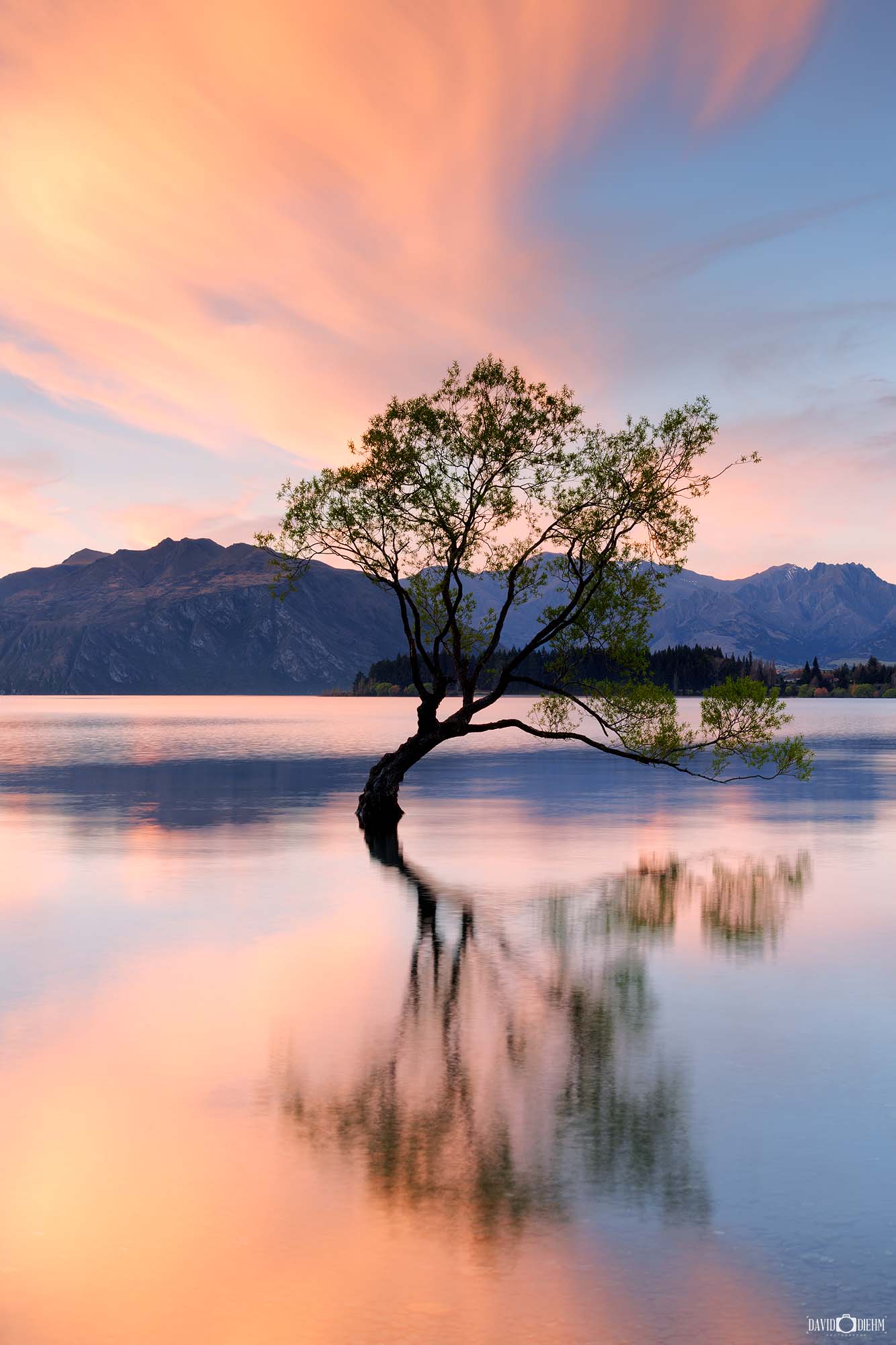 lake Wanaka Tree Sunset Photo