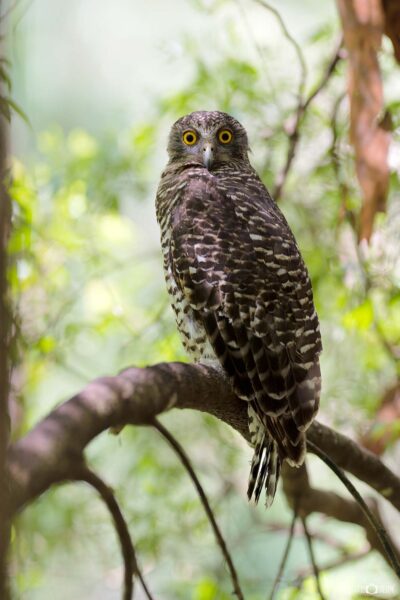 Wild Powerful Owl roosting in a tree during daytime in natural Australian forest habitat