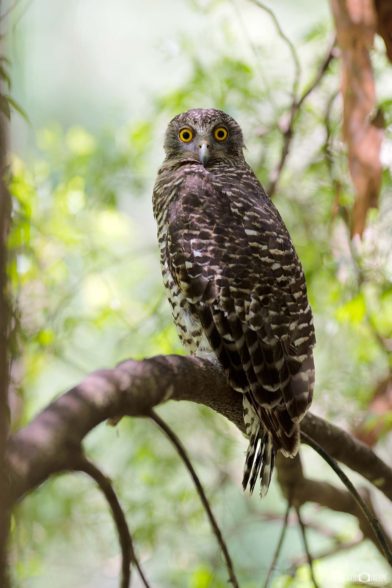 Powerful Owl Daytime Image roost photography wall art print