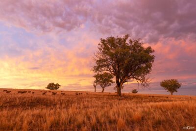 Australian sheep grazing in early morning light moving across open farmland beneath a eucalyptus gum tree
