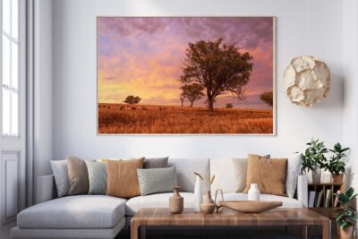 Landscape photography print of a peaceful Australian country paddock with sheep grazing under a gum tree at sunrise, showcasing rural countryside scenery and natural morning light