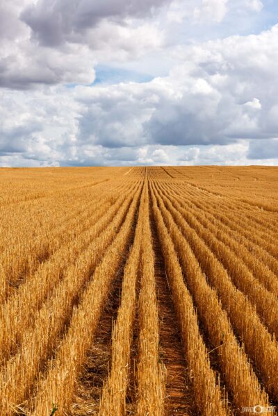 Harvested crop stubble in rural New South Wales showing dry farmland fields after harvest season