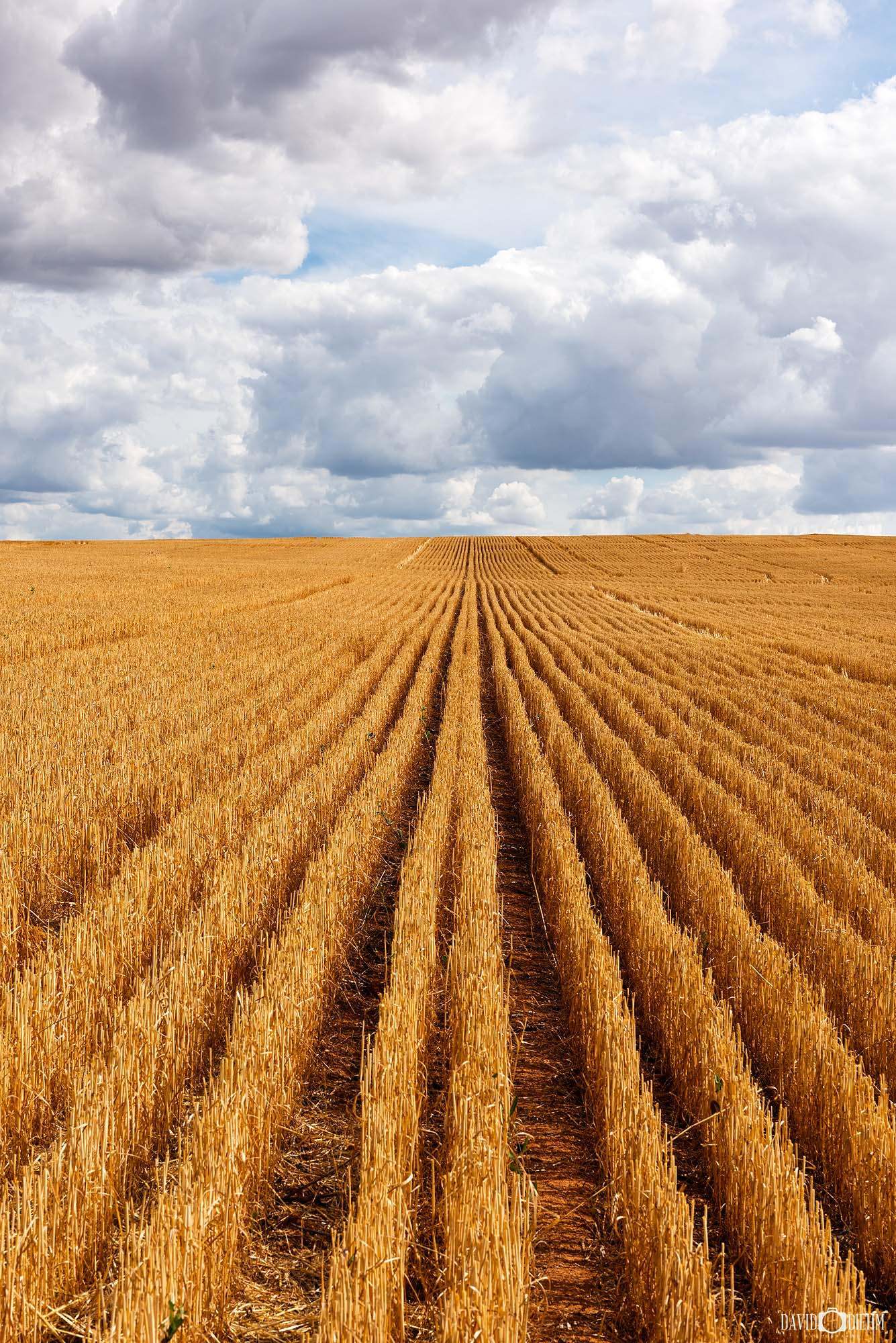 Harvested crop image wall art