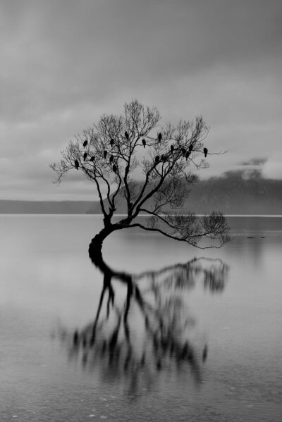 Black and white image of the iconic tree at Lake Wānaka with birds roosting at night on branches