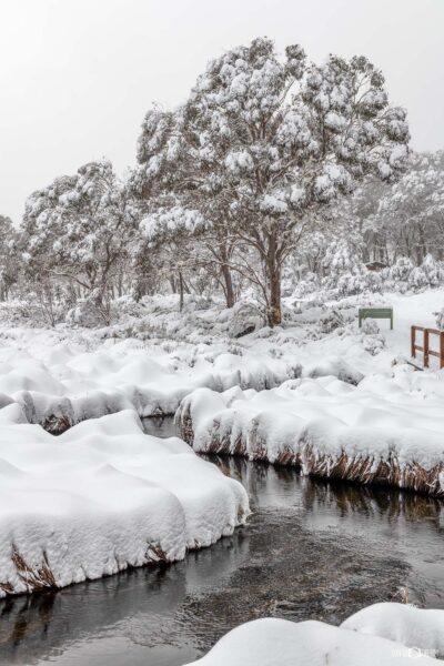 Snow covered Barrington Tops in New South Wales with alpine forest and winter mist over the landscape