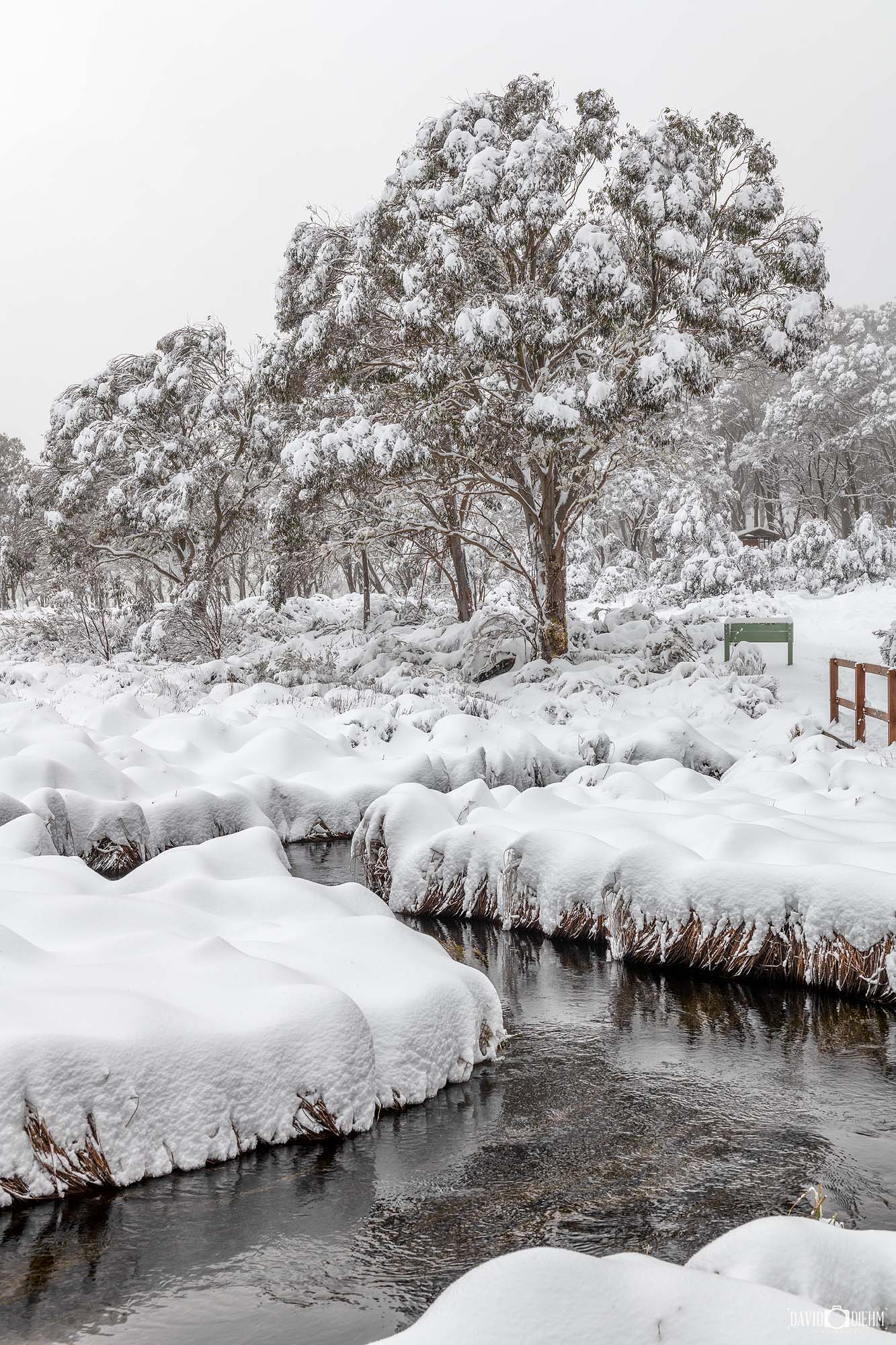 Snow covered Barrington Tops in New South Wales with alpine forest and winter mist over the landscape