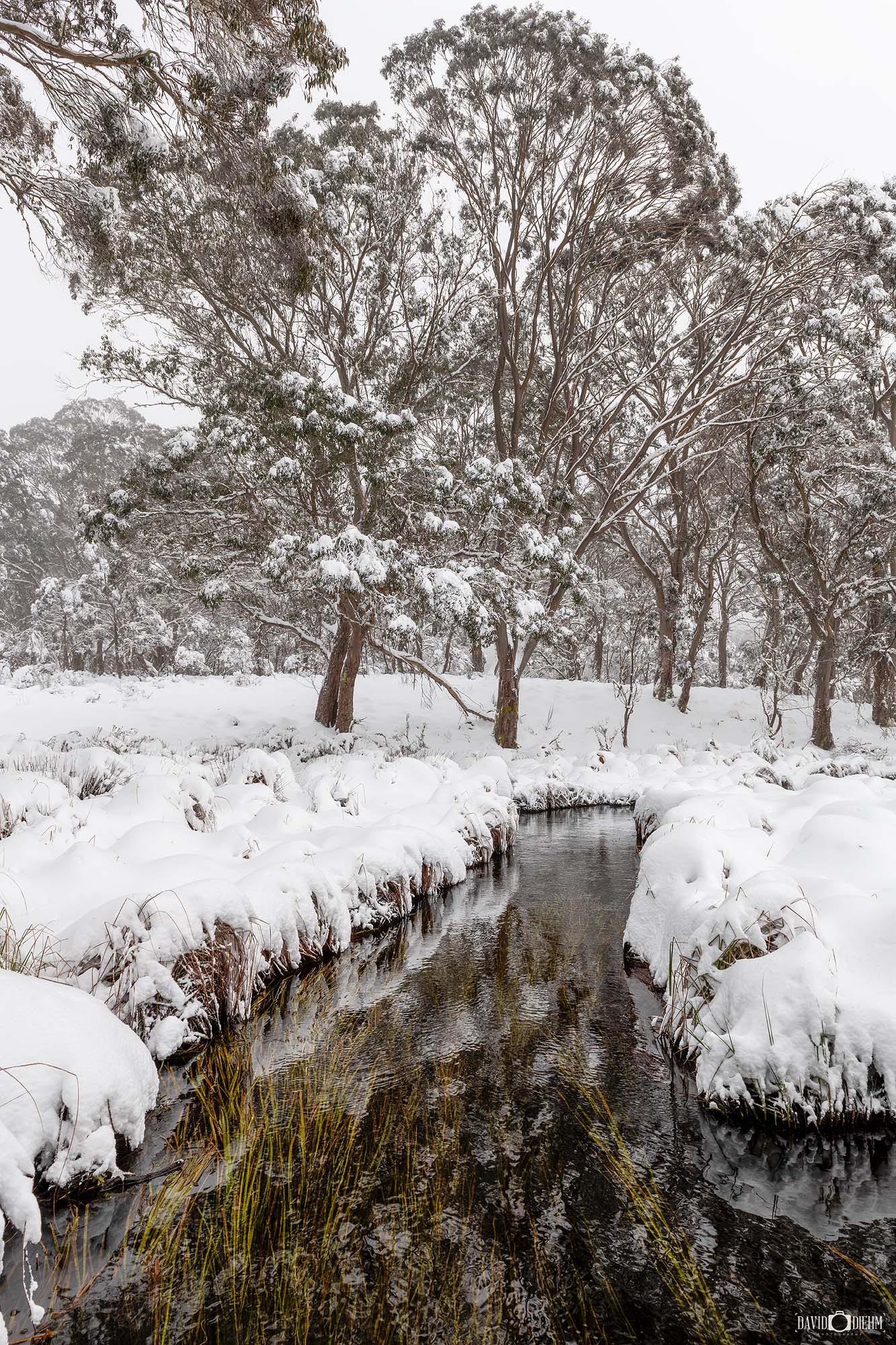 snow covered Barrington Tops wall art photography