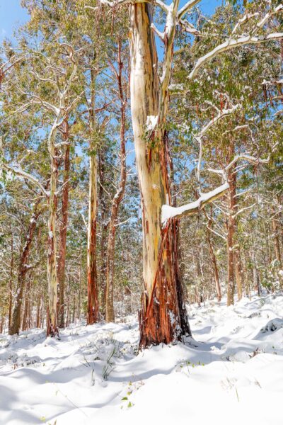 Snow at Barrington Tio National Park photo wall art