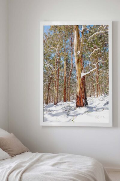 Snow-covered landscape in Barrington Tops featuring eucalyptus gum trees under fresh snowfall in the Australian wilderness.