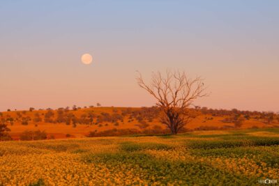 Moon setting over canola fields near Tamworth with first light illuminating rural farmland in New South Wales