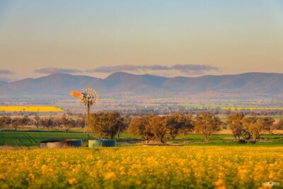 Canola fields near Tamworth at sunrise with a windmill and distant mountain range in rural New South Wales