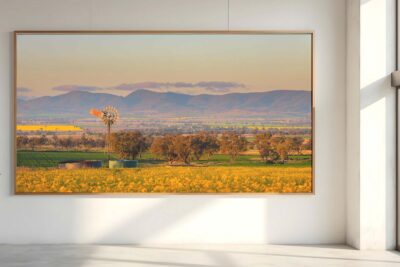 Canola farm near Tamworth NSW with bright yellow flowering crop fields across rural farmland under clear daylight sky.