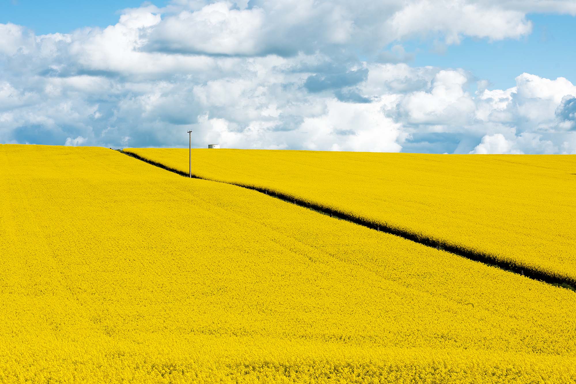 Canola Fields Harden NSW photography wall art
