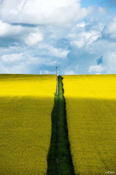 Bright yellow canola fields near Harden in rural New South Wales with fence lines dividing farmland paddocks