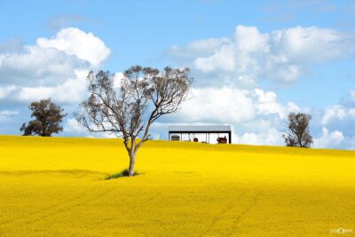 Canola fields in rural New South Wales featuring a single tree and farm shed in a country landscape