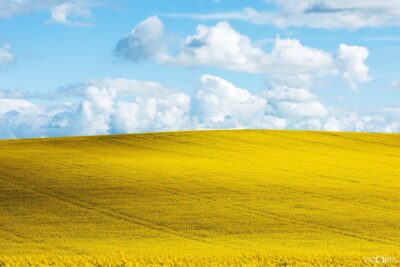 Rolling canola fields in rural New South Wales under blue sky with puffy white clouds and golden crop landscape