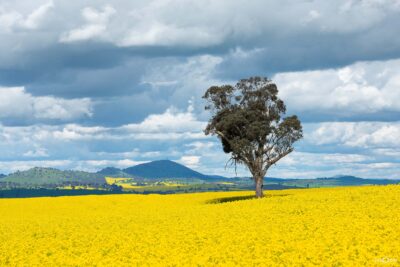 Golden canola crop stretching across countryside with lone eucalyptus gum tree in Australian farmland