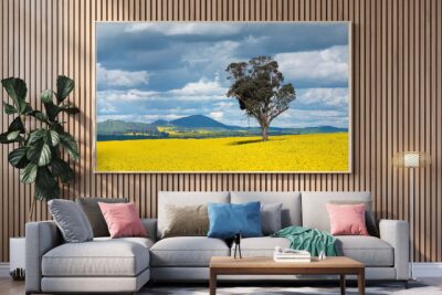 Australian landscape photography print of a canola field in bloom on a sunny day with bright yellow flowers and country farmland