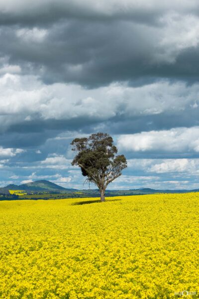 Canola Crop in western NSW photo wall art