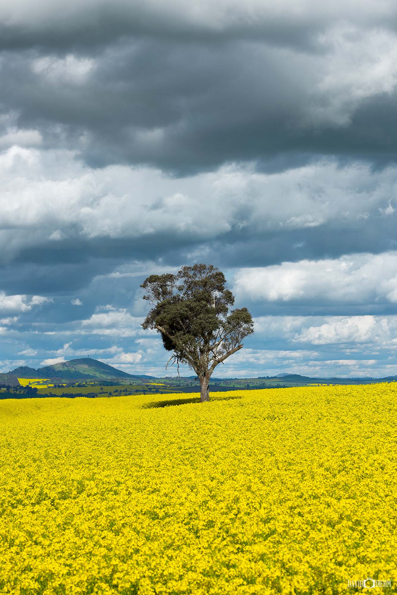Canola Crop in western NSW photo wall art