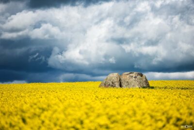 Canola fields in rural New South Wales with exposed rocks scattered between golden crop rows under daylight