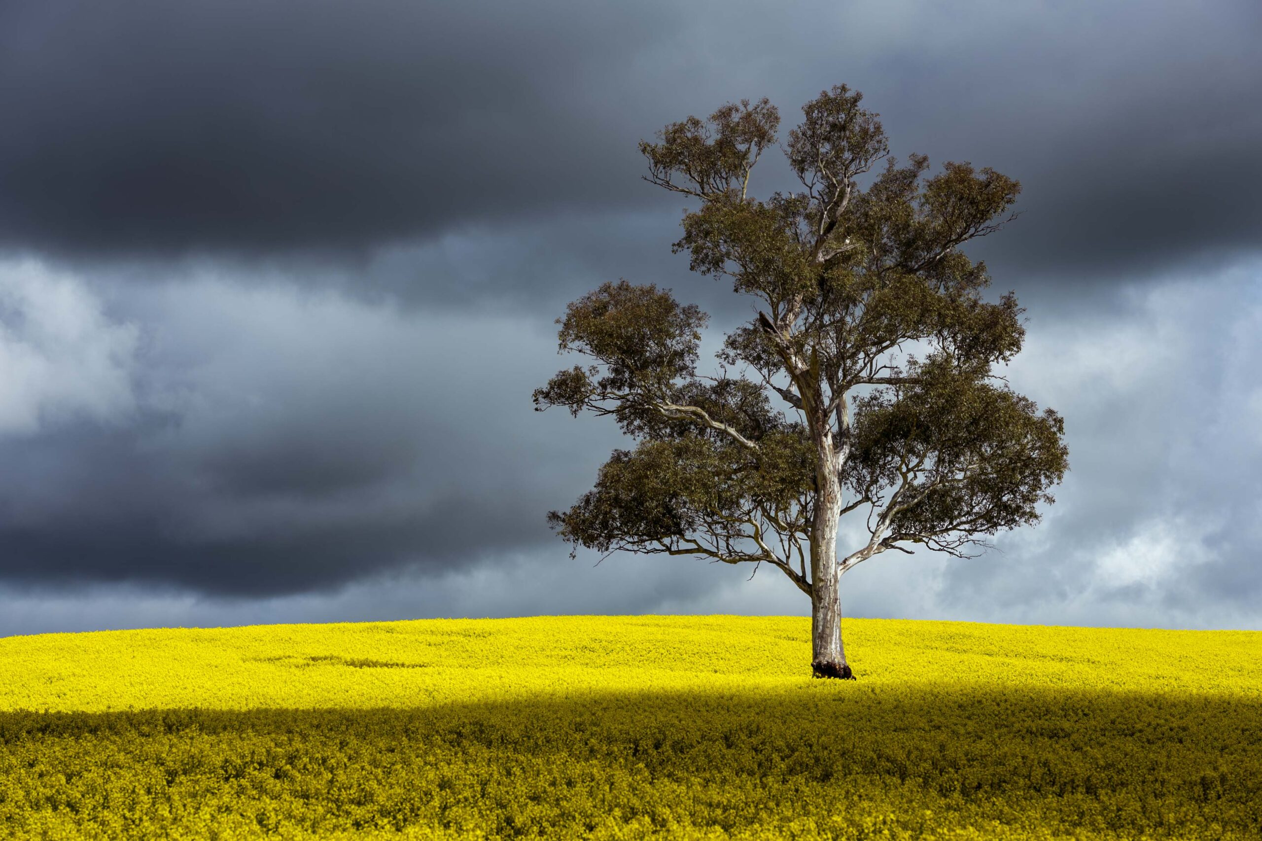 Australian Canola Crop photo wall art