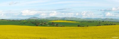 Panoramic canola crops near Harden showing rich yellow blooms and green farmland fields across rural New South Wales