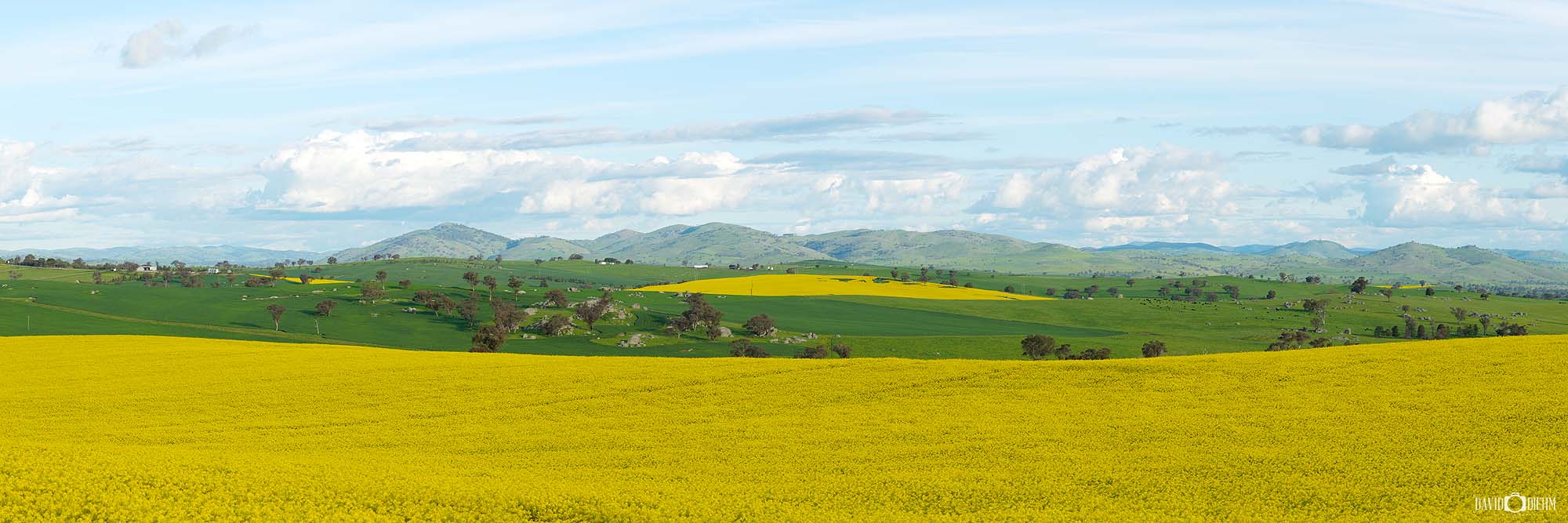 Canola crops near Harden NSW photo wall art