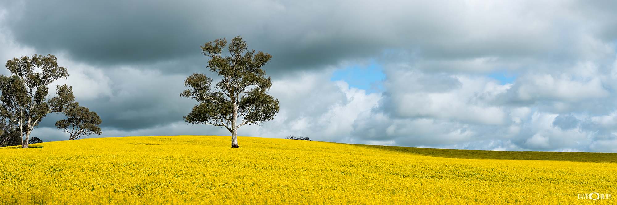Australian Canola Fields photography wall art print