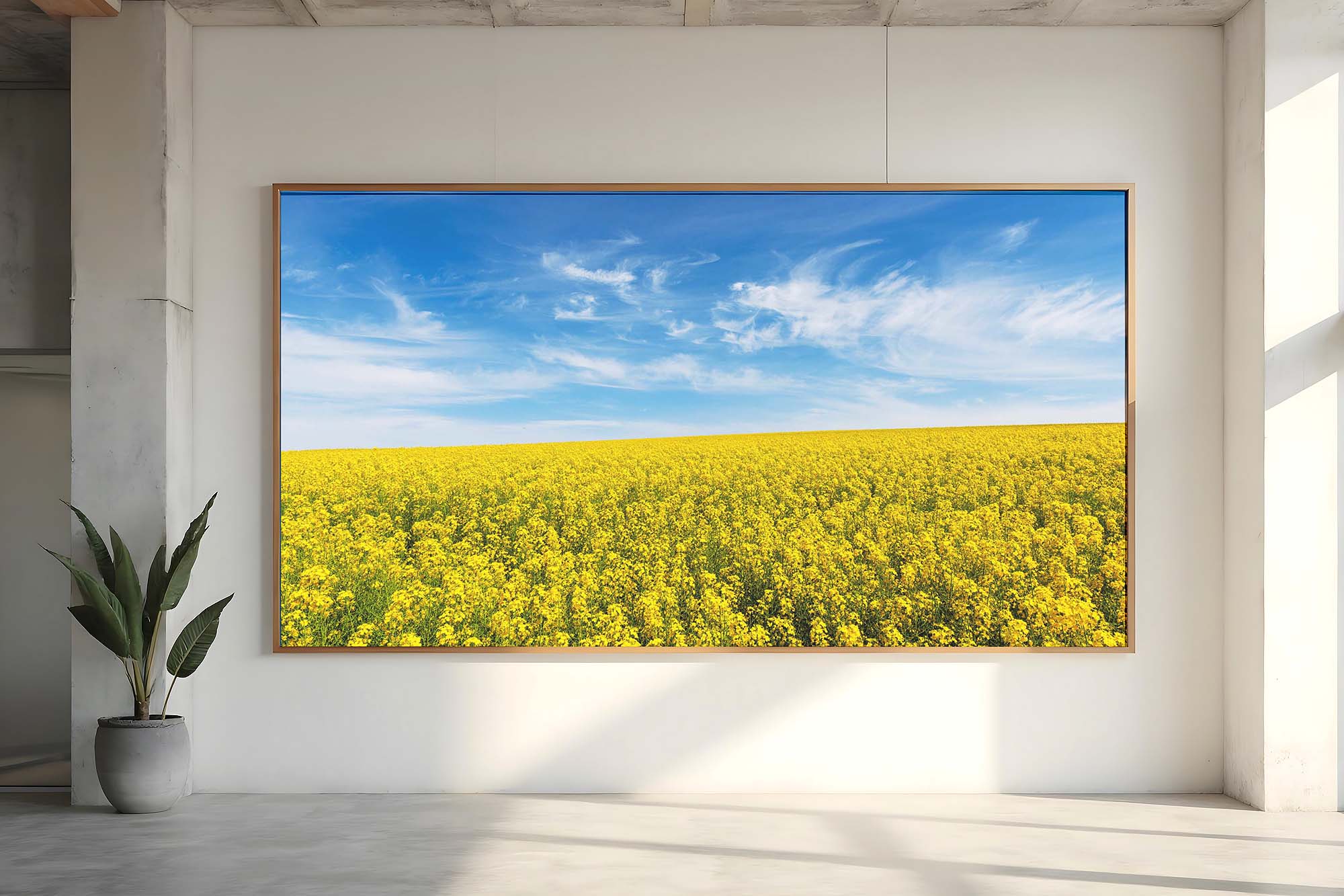 Landscape photography prints of Australian canola fields in bloom under a blue sky on a rural farm landscape