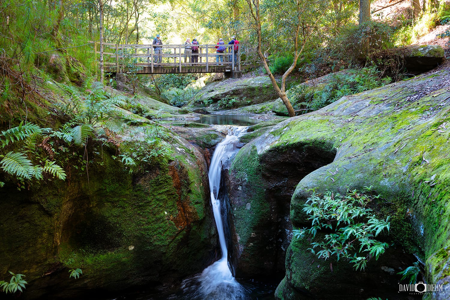 Waterfall and walking trail surrounded by rainforest in Watagans National Park NSW