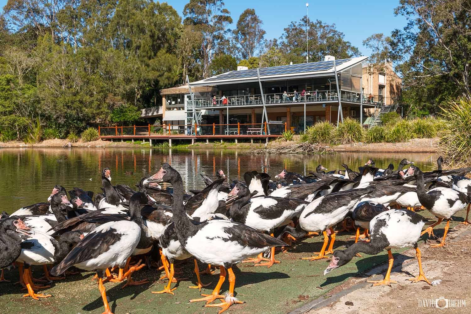hunter-wetlands-centre-wildlife-newcastle.jpg Large group of magpie geese beside the wetlands at the Hunter Wetlands Centre in Newcastle.