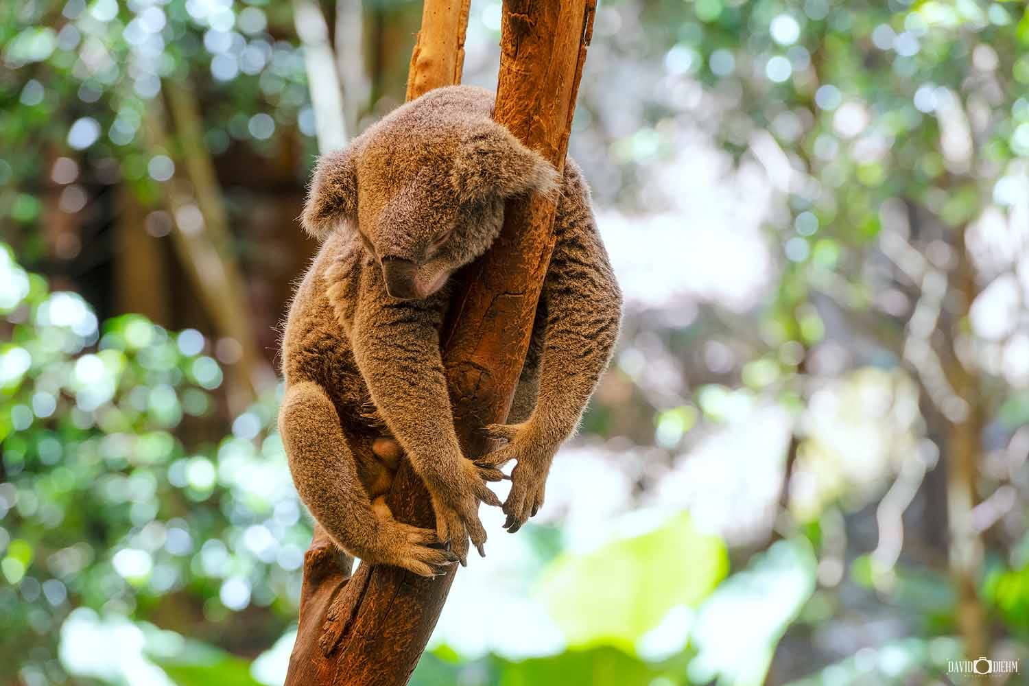 blackbutt-reserve-koala-newcastle.jpg A sleeping koala resting in a tree at Blackbutt Reserve in Newcastle, NSW.