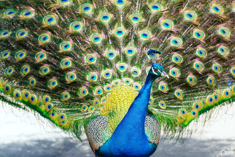 Peacock displaying colourful feathers at Blackbutt Reserve Newcastle wildlife attraction