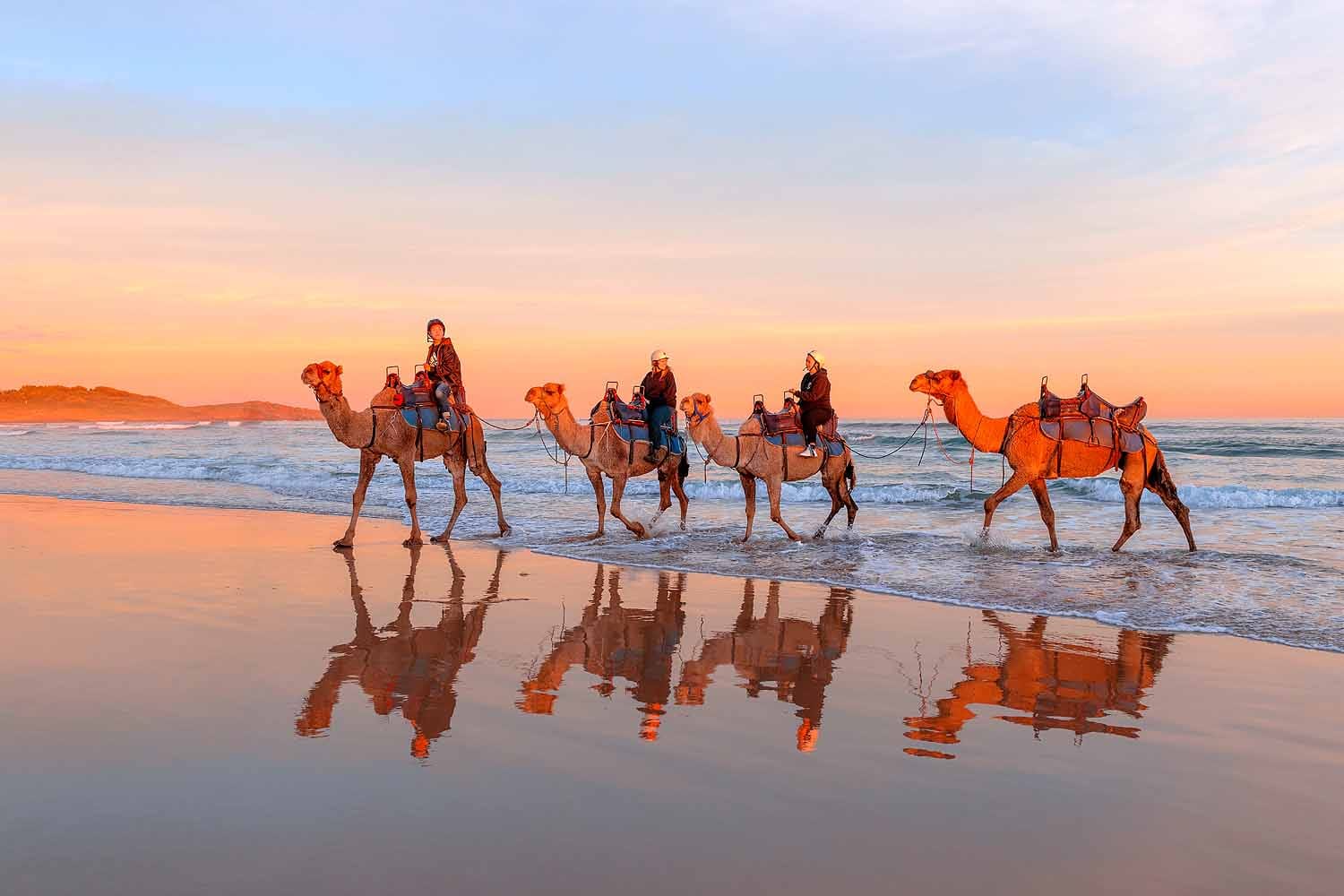 camel-rides-worimi-sand-dunes.jpg Camel rides along the beach at Worimi Sand Dunes during a colourful sunrise.