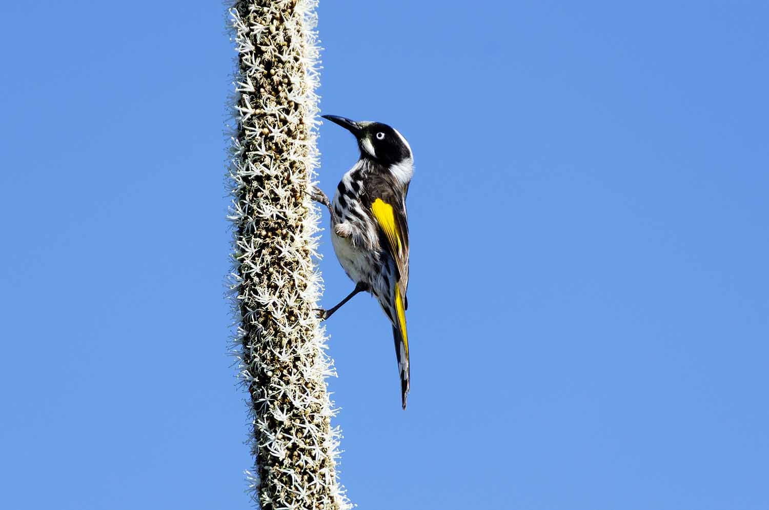 New Holland Honeyeater feeding on flowering grass tree in Awabakal Nature Reserve Lake Macquarie
