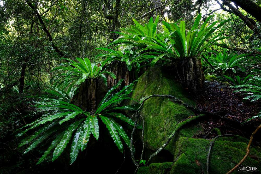 Ancient tree ferns growing among moss-covered rocks within the rainforest pockets of Glenrock State Conservation Area in Newcastle.