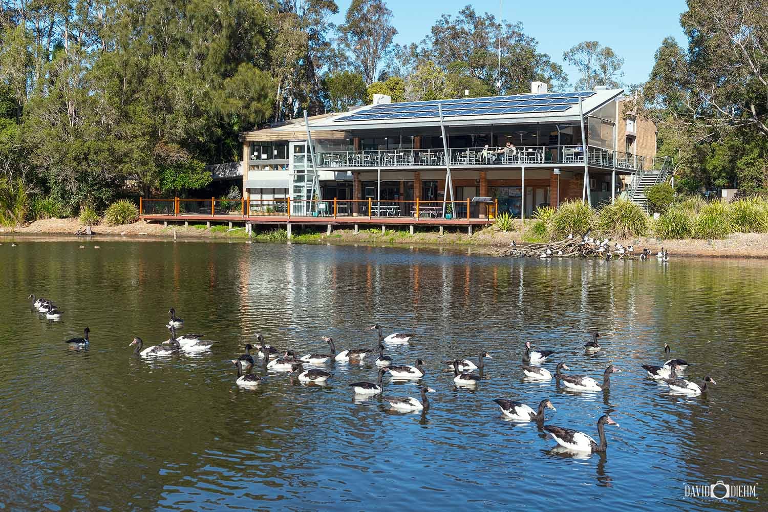 Magpie geese swimming across the wetlands at the Hunter Wetlands Centre in Newcastle.
