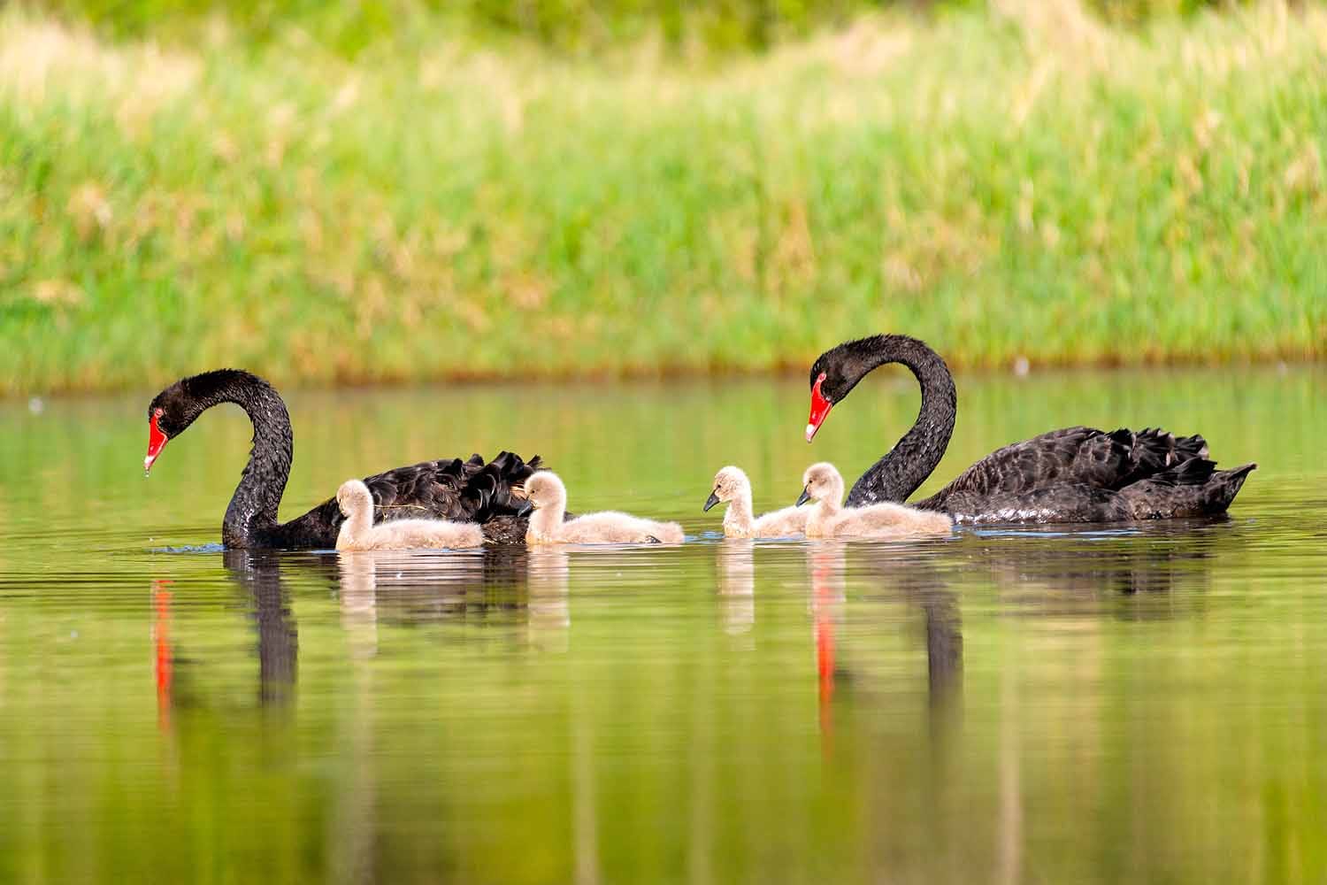 Black swan parents guide their cygnets across a calm wetland lagoon at Hunter Wetlands Centre Australia in Newcastle.